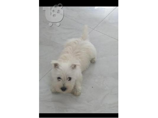 Αξιολάτρευτη γυναίκα Westie